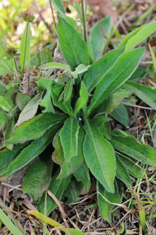 A rosette of tobacco leaves growing at the base of the plant.