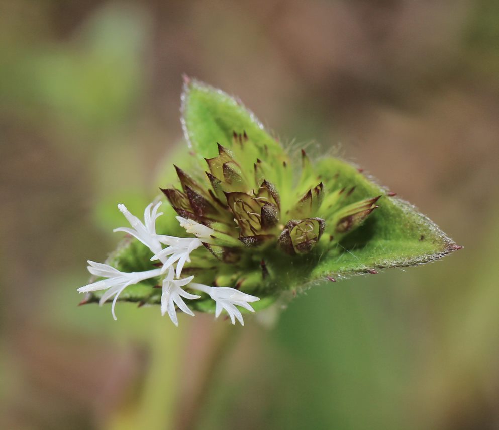 Tobacco weed flowers has white (or pinkish) flowers that grow in clusters at the tips of the stems. 