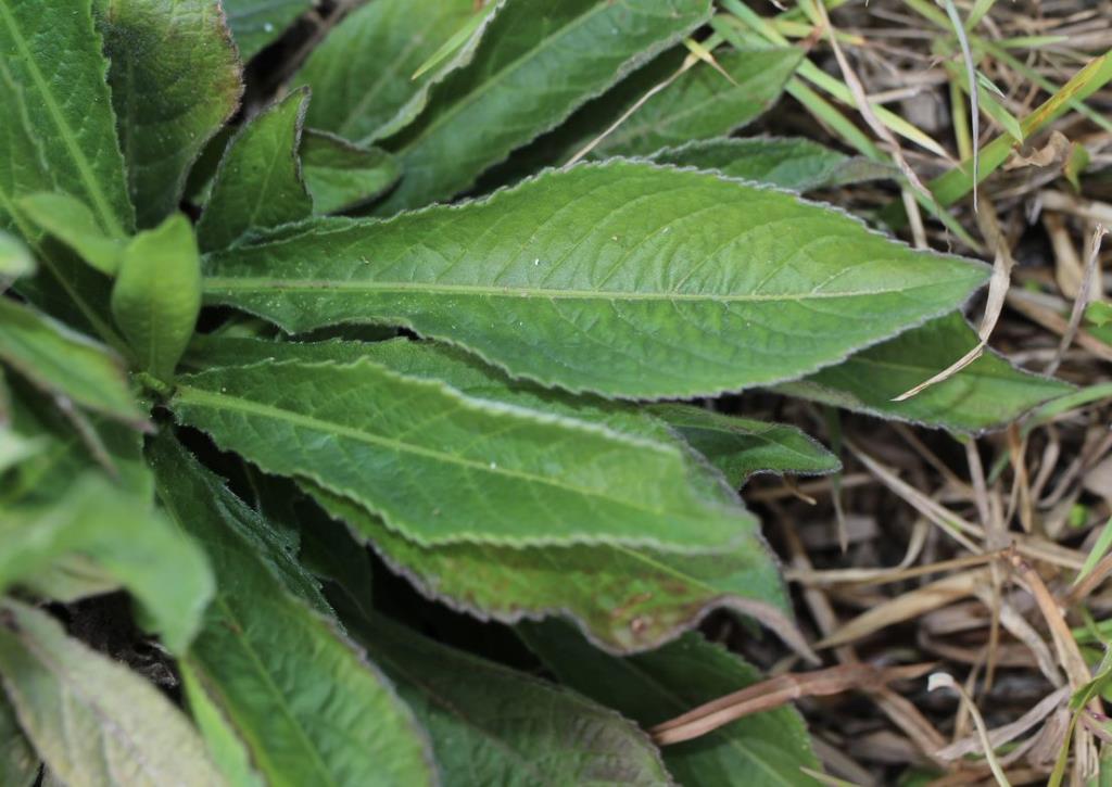 Tabacco weed leaves have toothed edges.