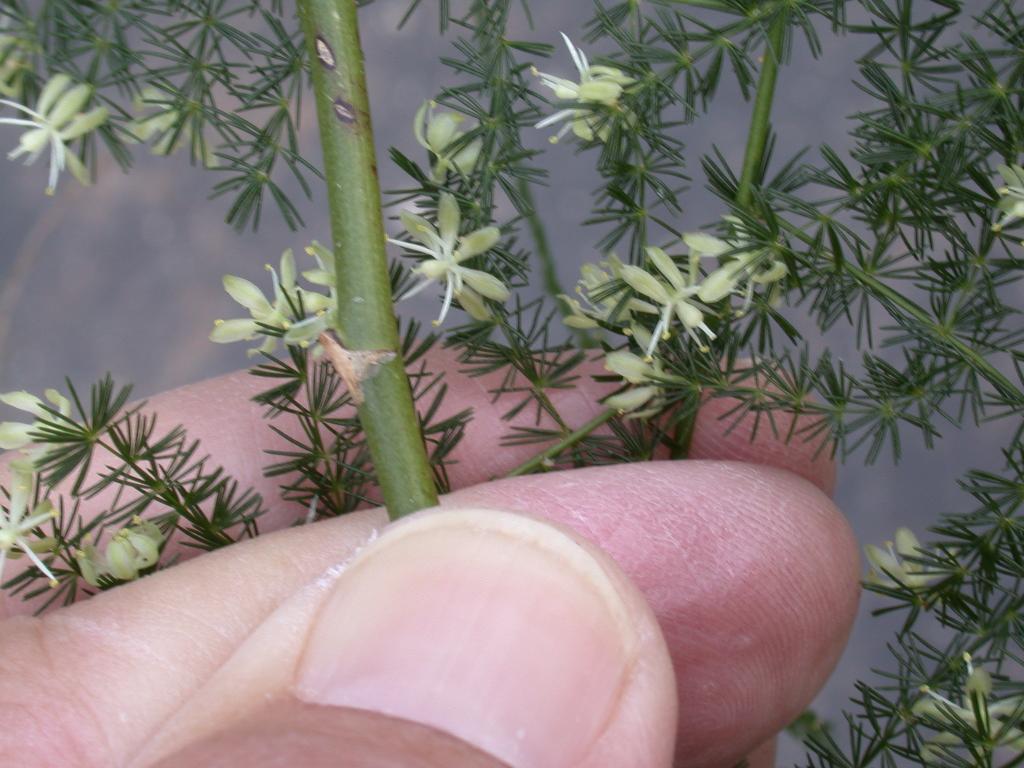 Climbing asparagus flowers and stem