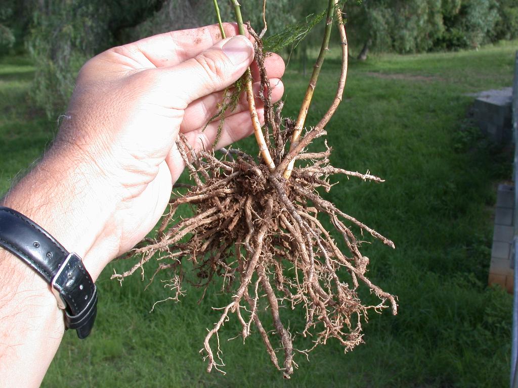 Climbing asparagus root system