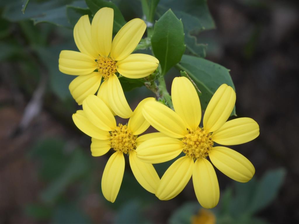 Boneseed have yellow flowers of 5-8 petals and are up to 3 cm in diameter