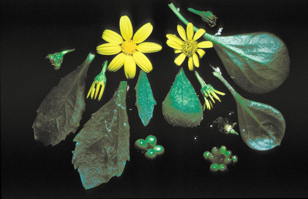 Flowers, leaves and fruit of boneseed (left) compared with those of bitou bush (right)