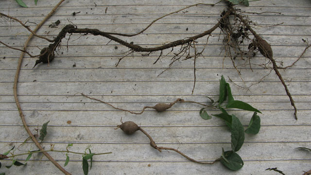 Cat's claw creeper ground tubers