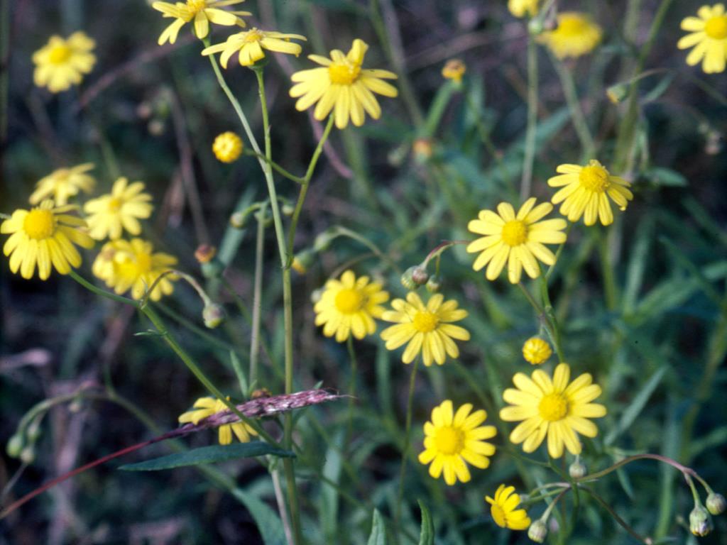 Fireweed has small, yellow, daisy-like flowers 