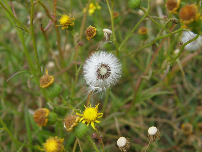White, fluffy hairs on fireweed seeds help them spread by wind
