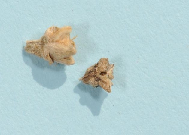 Galenia fruit are dry, angular capsules up to 3 mm long.