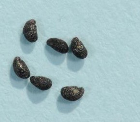 Galenia seed are black and shiny.