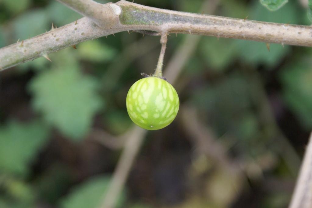Immature fruits are pale green with dark green veins. 