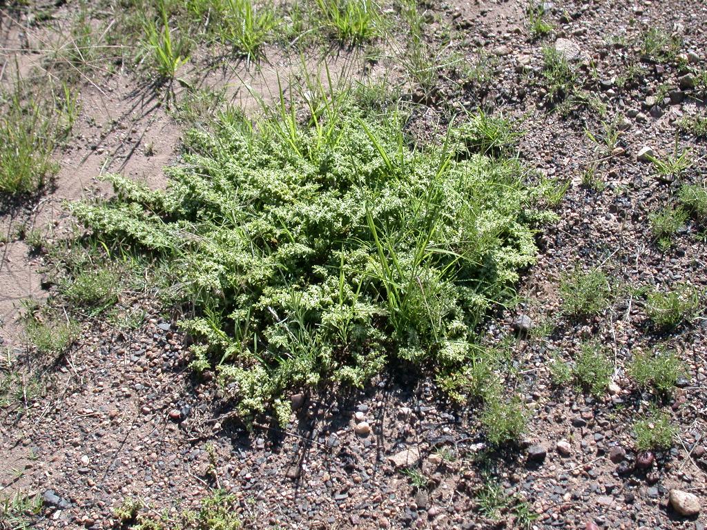 Galenia is a low growing ground cover plant.