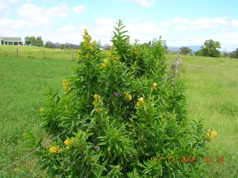 Green cestrum shrubs can grow 2-3 m high.