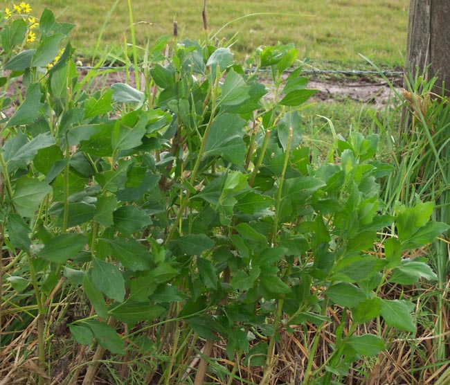A small groundsel bush.