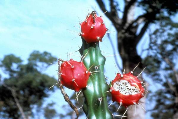 Harrisia cactus fruit are red with white flesh and black seeds.