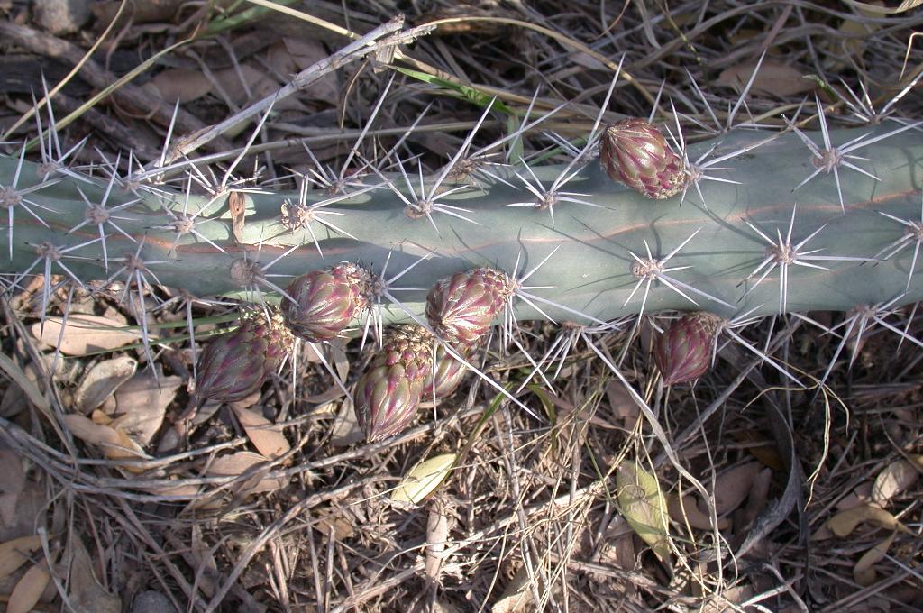 Harrisia cactus