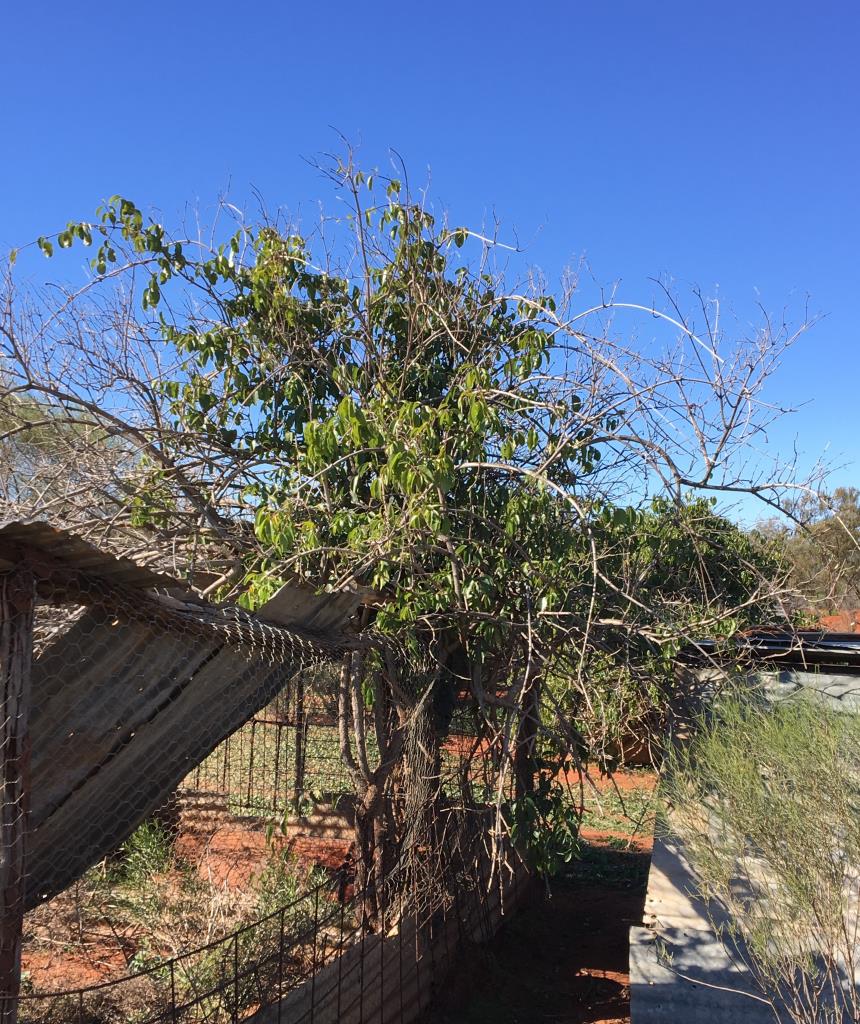 Rubber vine can climb over fences and buildings. 
