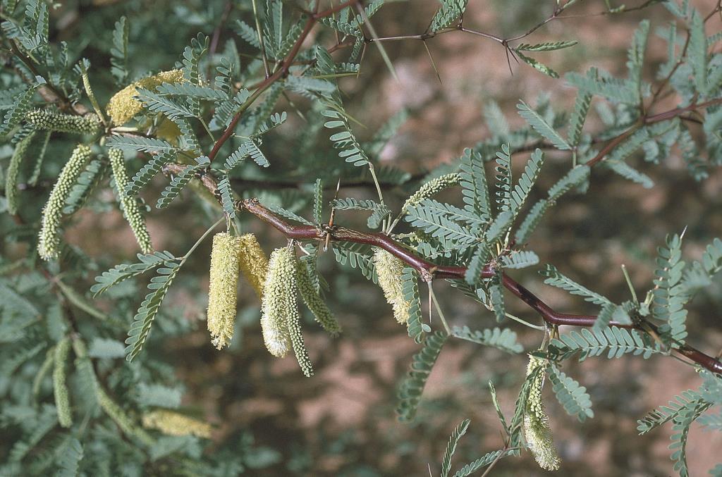 Mesquite has clusters of greenish to cream-yellow flowers.