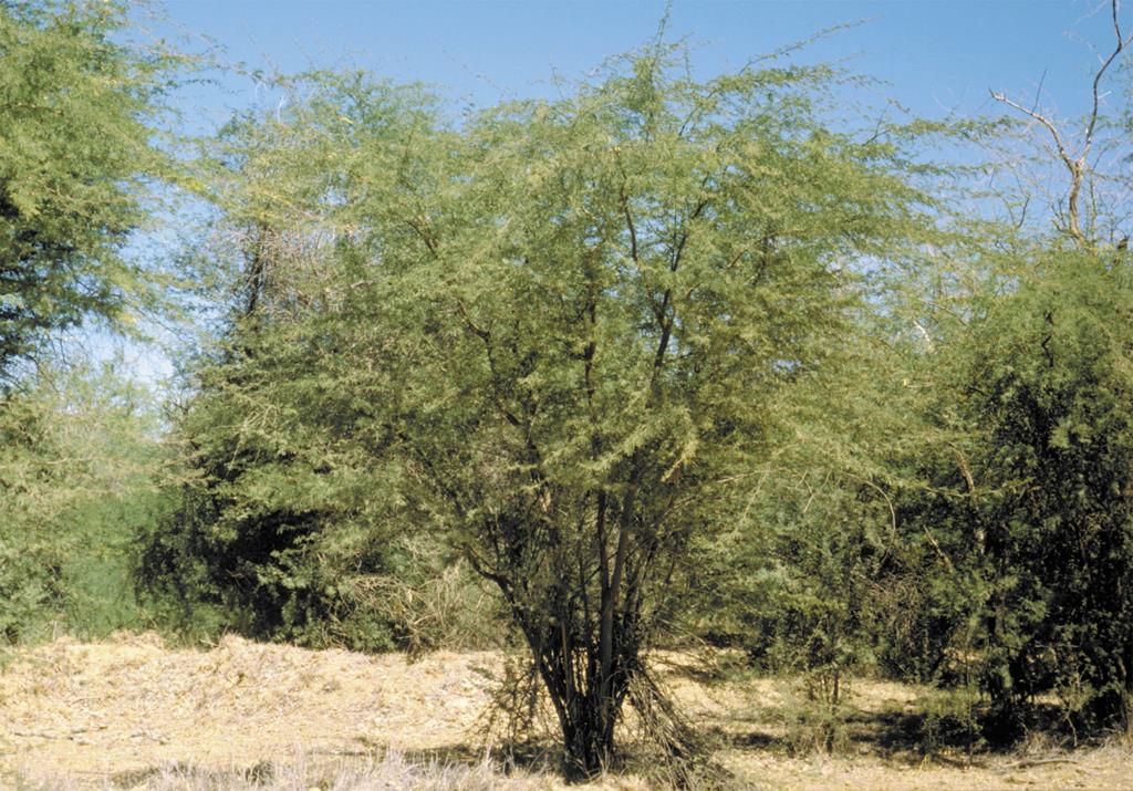 Mesquite often has many stems at the base.