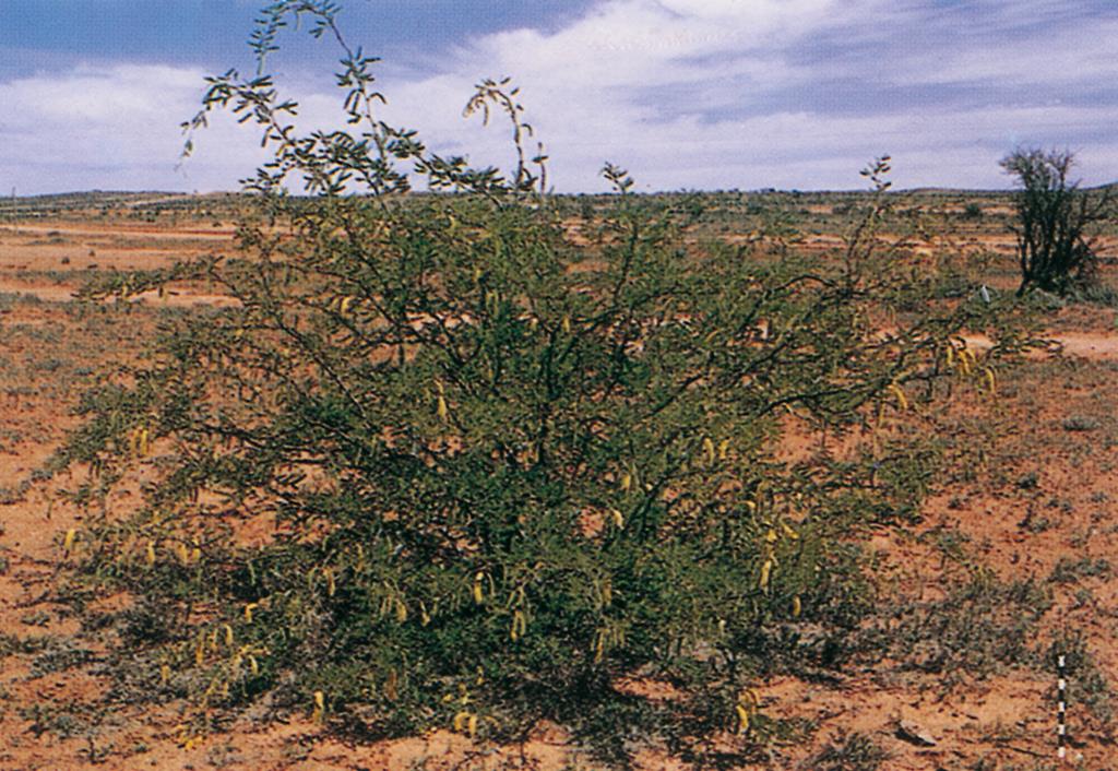 Mesquite can thrive in arid and semi-arid regions.