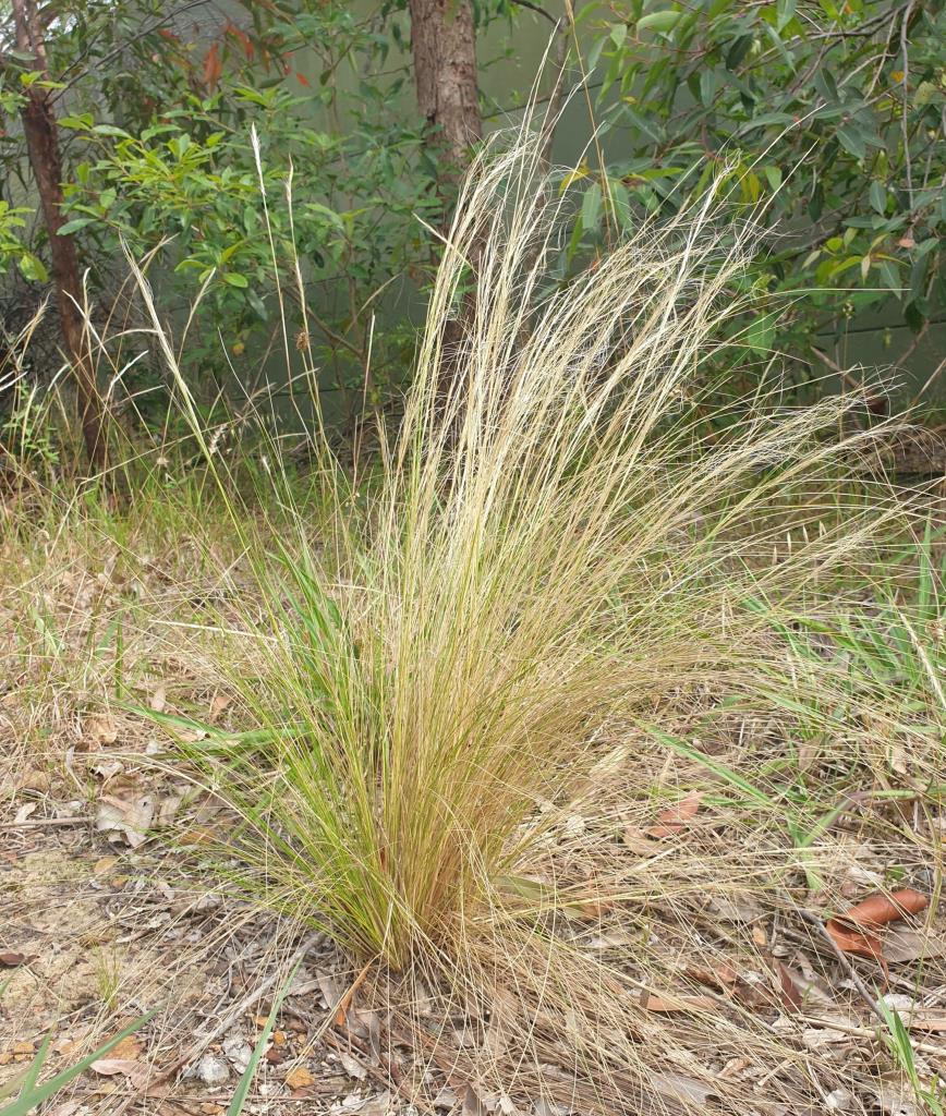 Mexican feather grass can invade grasslands and woodlands.