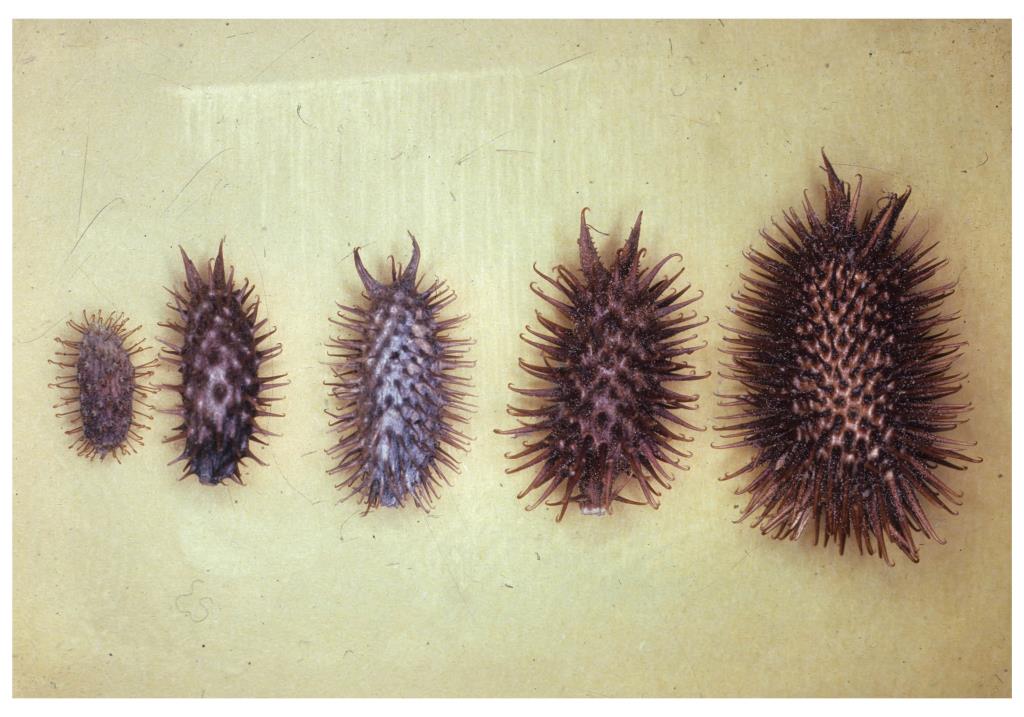 A comparison of Xanthium burrs, from left to right: Bathurst burr, Noogoora burr, Californian burr, Italian cockleburr and South American burr.