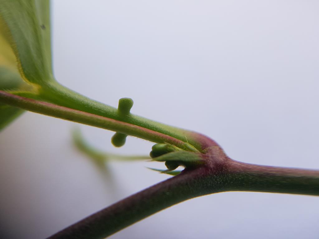 Corky passionfruit have glands on the leaf stalk.