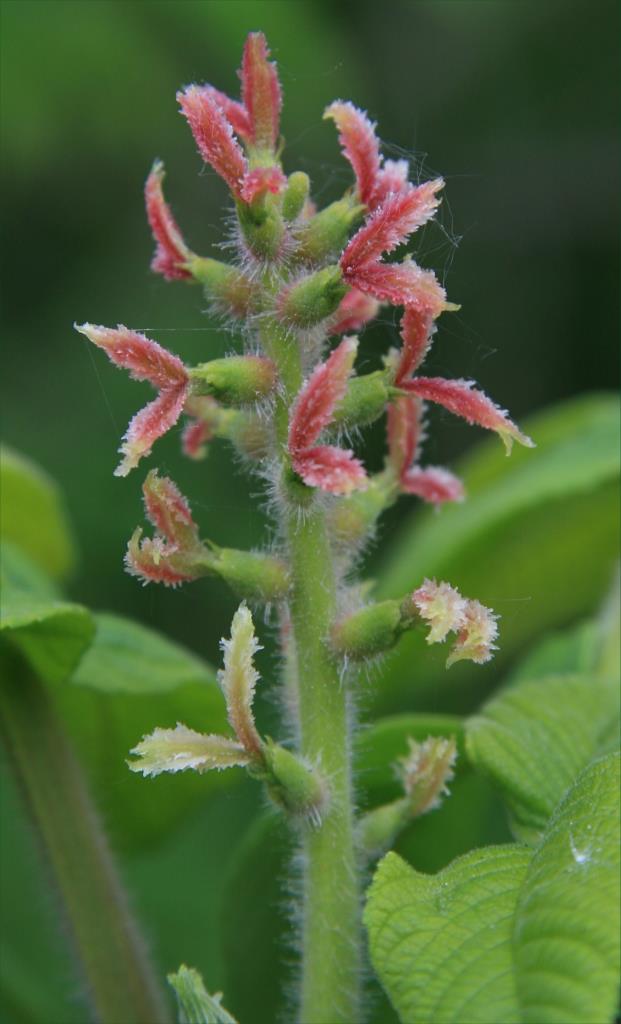 Female flowers of Japanese walnut.