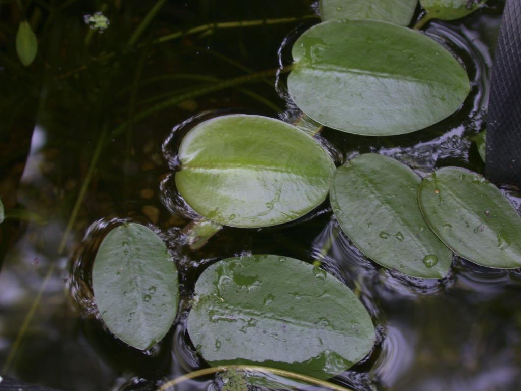 Water poppy has dark green shiny leaves.