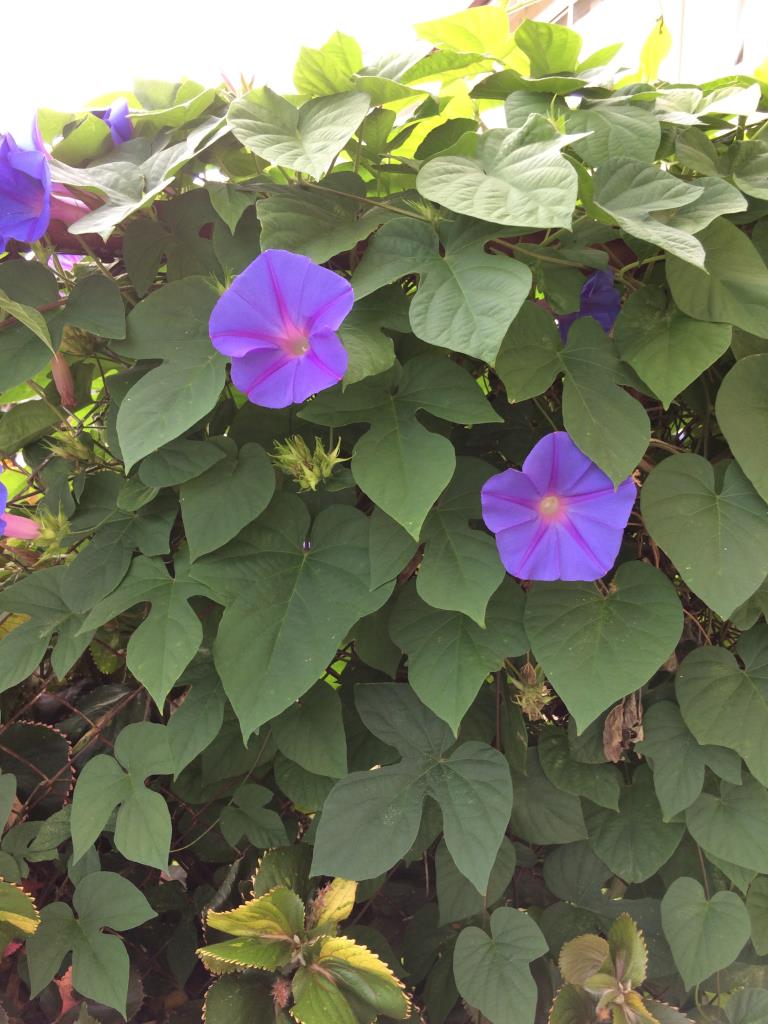 Purple morning glory may have heart shaped leaves and leaves with 3 deep lobes.