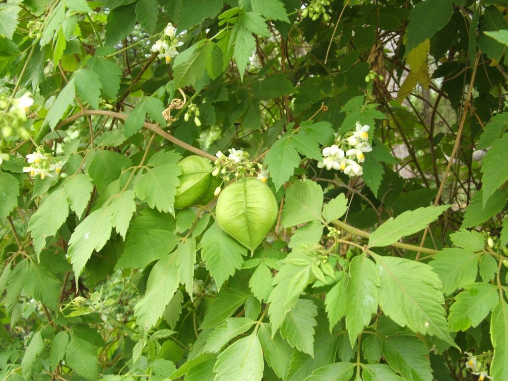 Unripe balloon vine fruit is green.