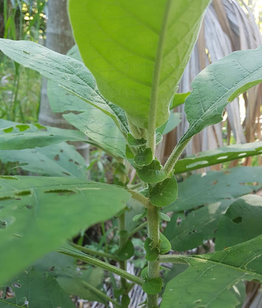 Tobacco bush has small earlike leaves at the base of the larger leaves.