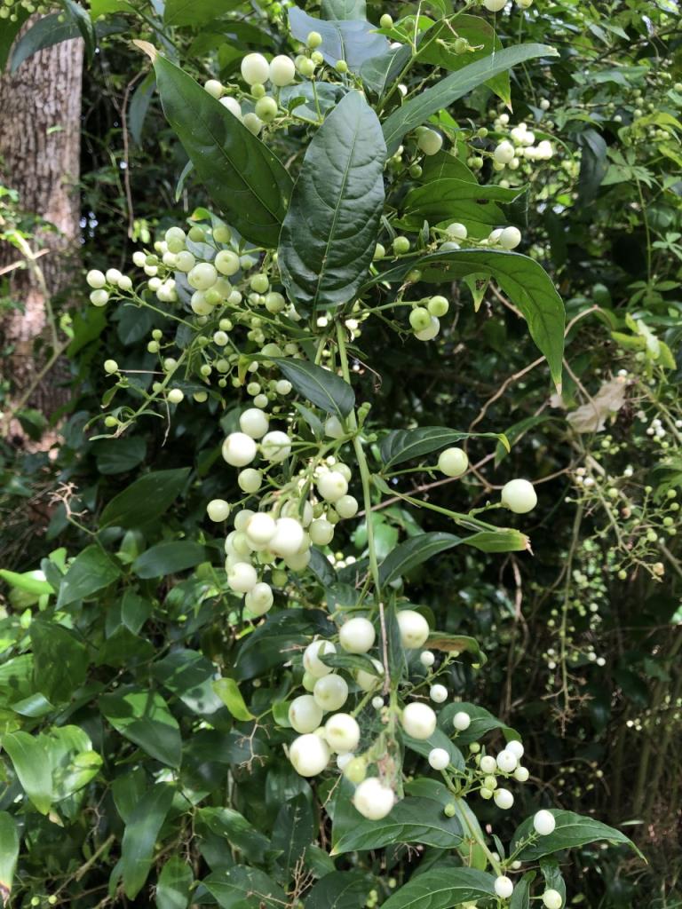 The fruit is green at first and ripens to white.