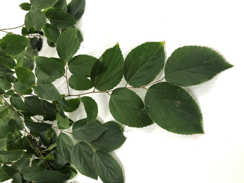 Chinese celtis leaves are toothed on the upper half of the leaf. 
