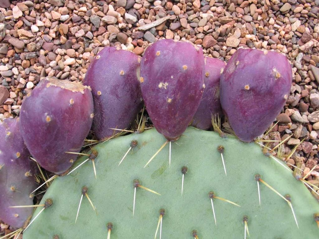 Wheel cactus has purple fruit.