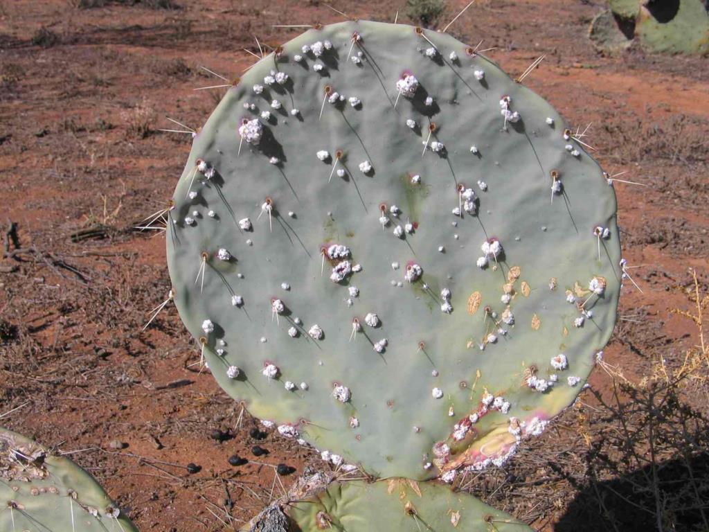 Cochineal insects can be used to control wheel cactus.