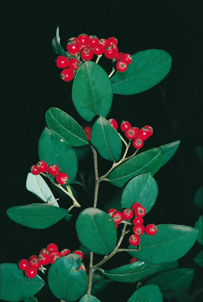 Cotoneaster has small berries in autumn and winter.