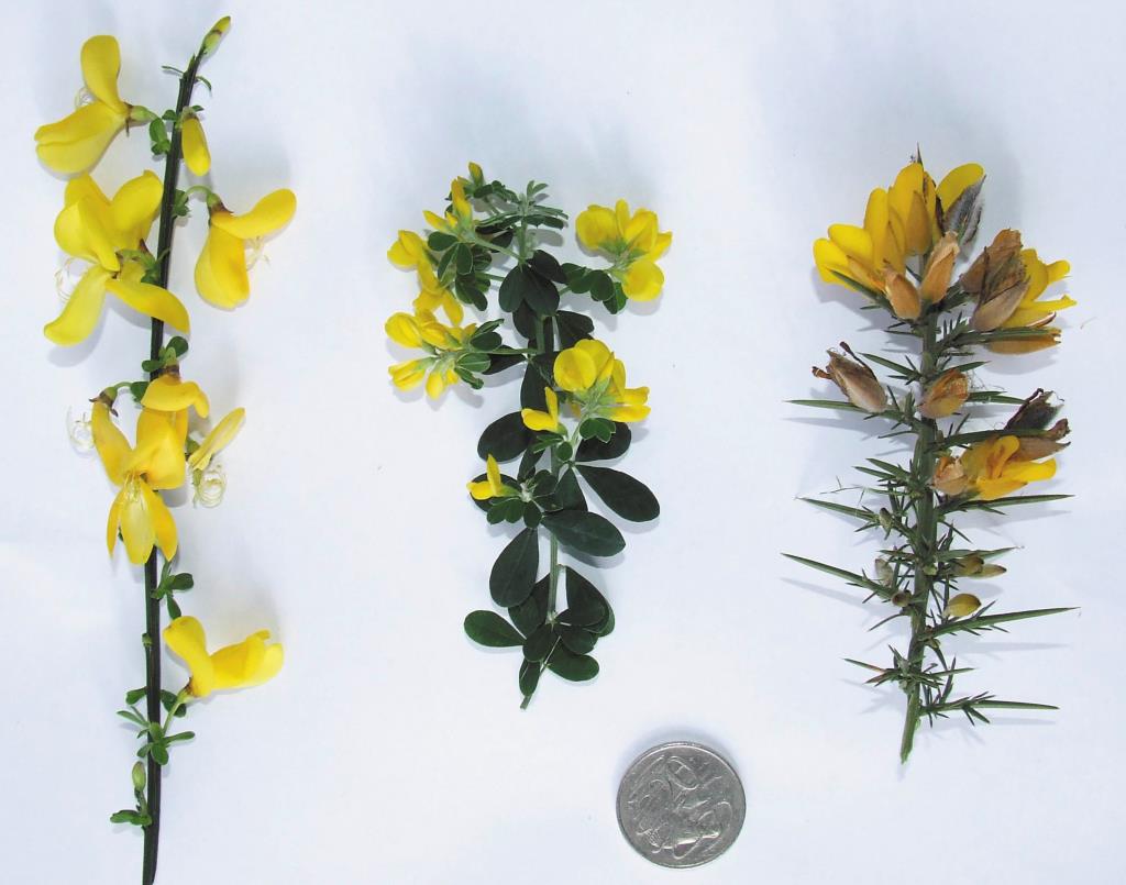Left to right: Scotch broom, cape broom, gorse.