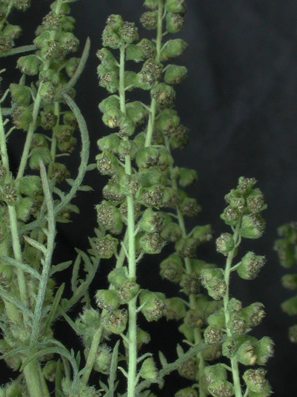 Male flowerheads are cup shaped and droop downwards.