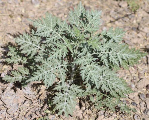 Burr ragweed leaves are green to grey-green and finely hairy