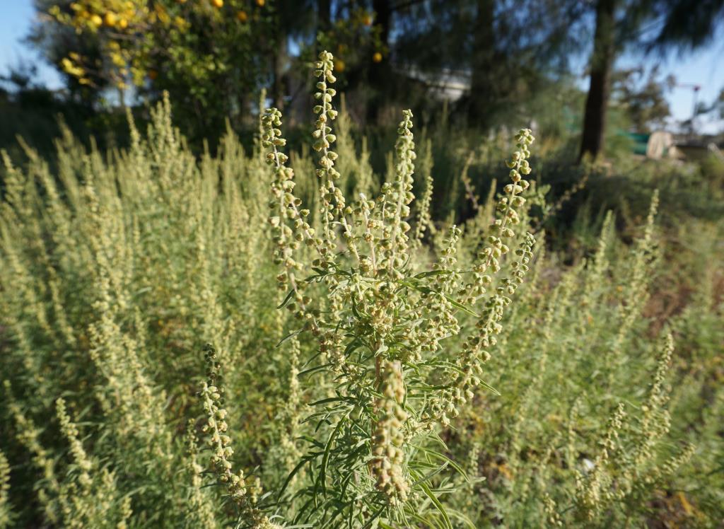 Burr ragweed has clusters of many small flowers with the male flowers growing above the female flowers.