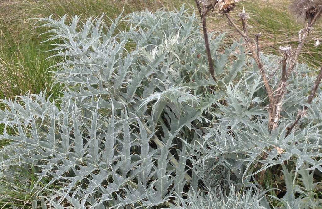 Artichoke thistles have large, greyish-green, spiny leaves. 