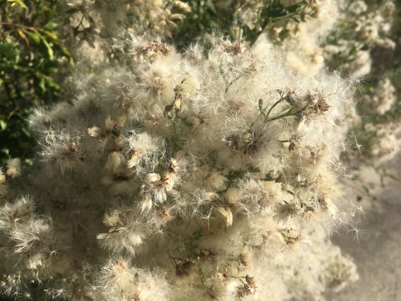 Female groundsel flowers and seeds.
