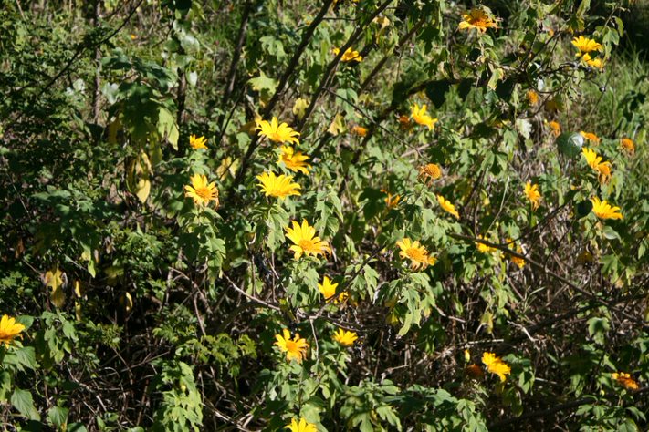Japanese sunflower is a shrub with bright yellow flowers and large leaves