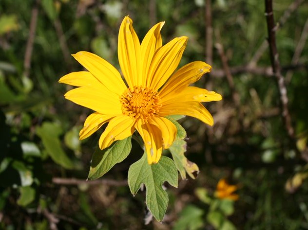 The flowers have up to 15 yellow petals and yellow centres.