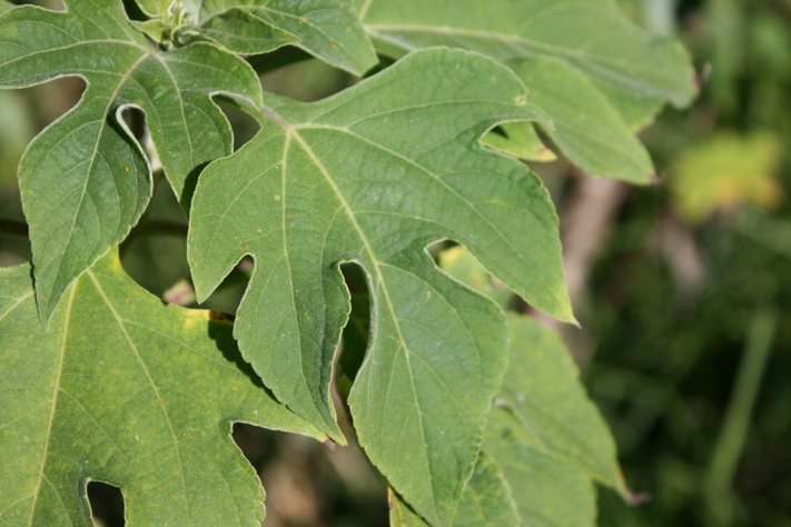 Japanese sunflower leaves are covered in fine hairs.