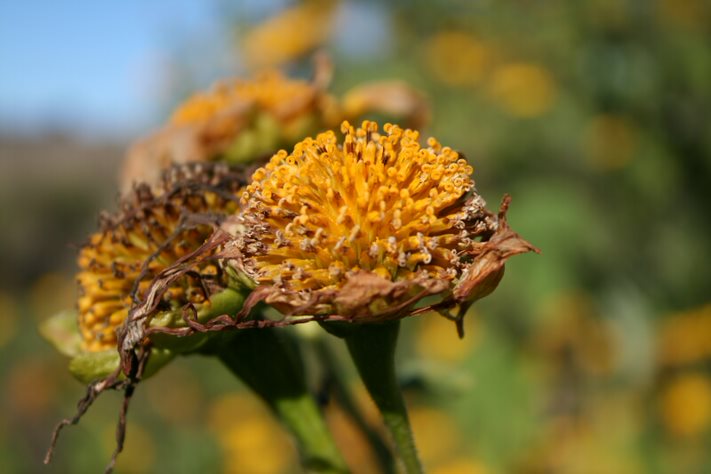 Japanese sunflower seed head.
