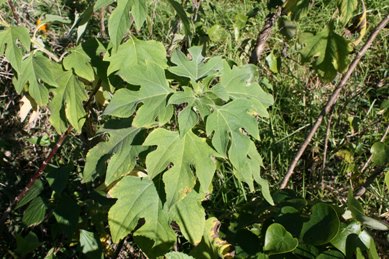 Japanese sunflower leaves can have 3 or 5 lobes.