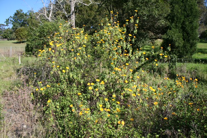 Japanese sunflower is a spreading shrub that can grow up to 5 m tall.