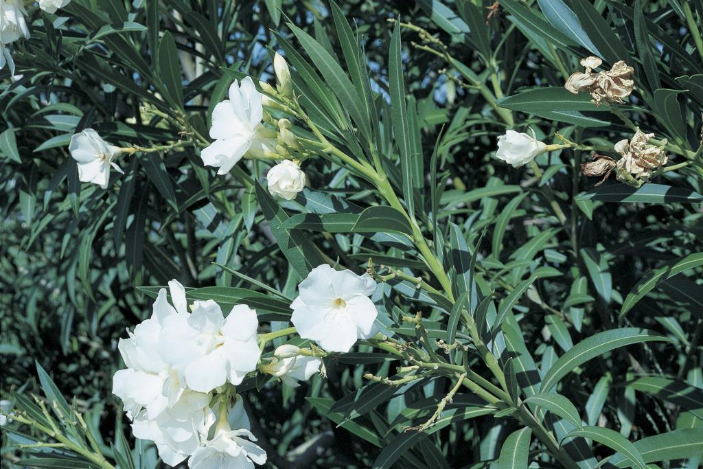 Oleander flowers can be white or pink.