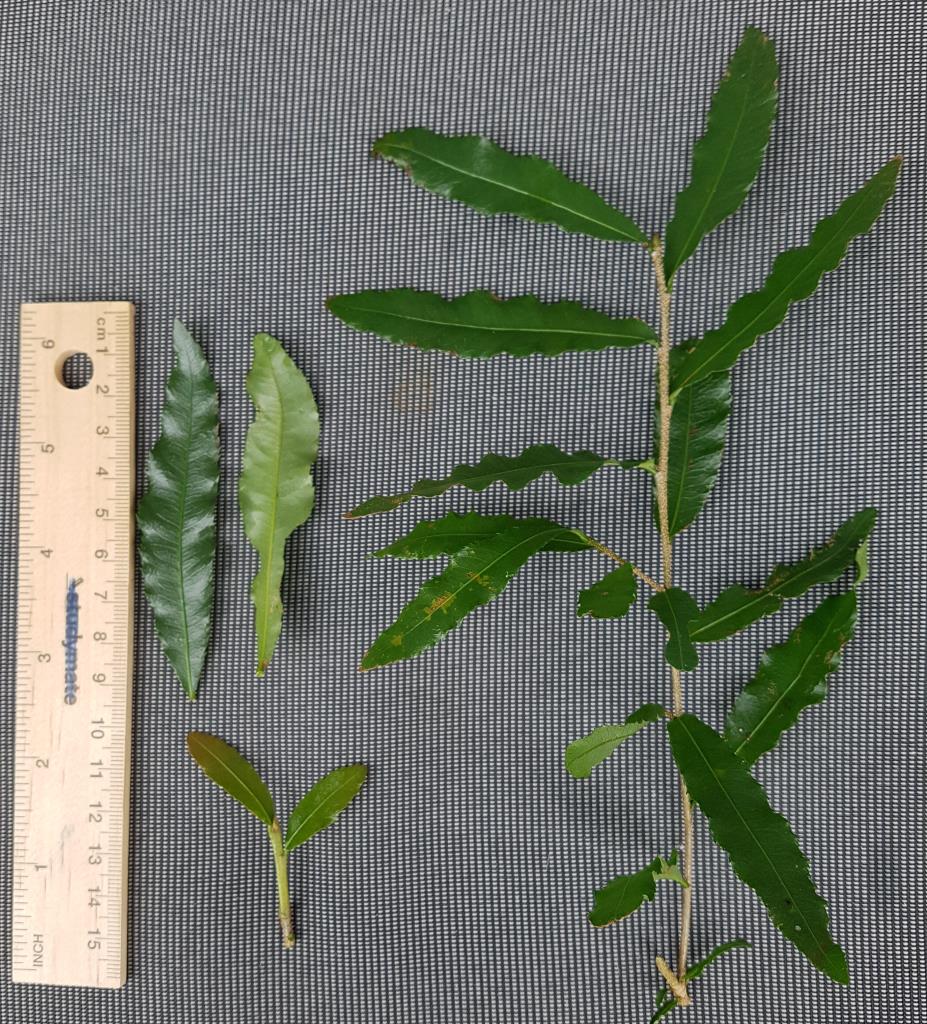 Ochna leaves have toothed edges and are lighter green on the underside.