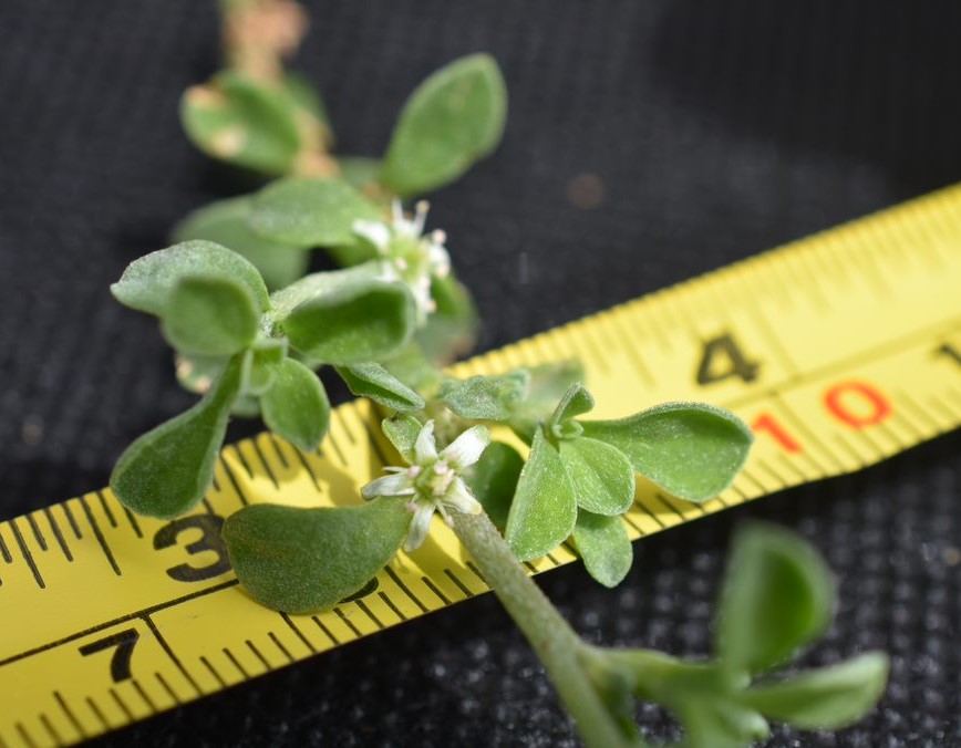 Galenia has small white flowers with 5 petals.